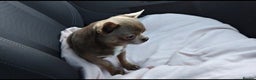Chihuahua dogs for stud: KC reg - Health tested - PROVEN  - Advert 22