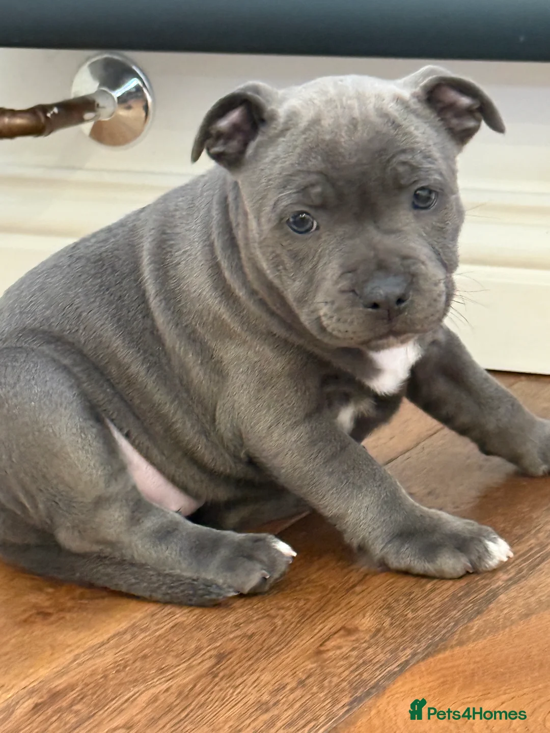 Staffordshire Bull Terrier dogs for sale: ❗️Adorable Staffy Puppies for Sale❗️ - Advert 17
