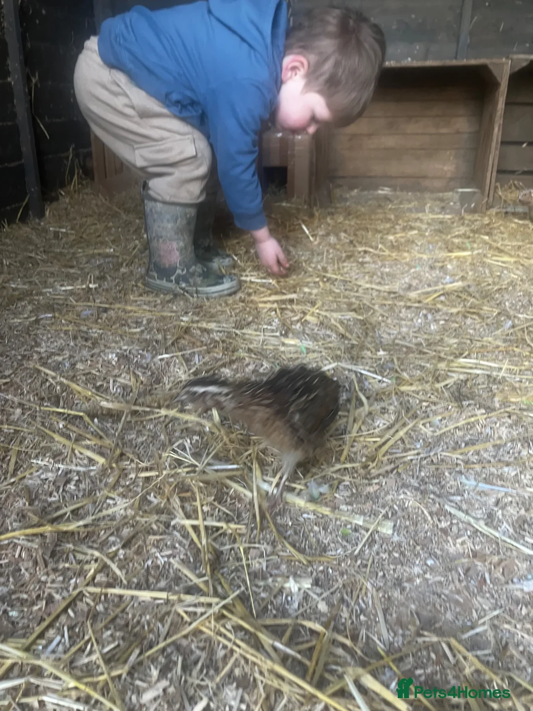 Quail poultry for sale: Female quail for sale  - Advert 5