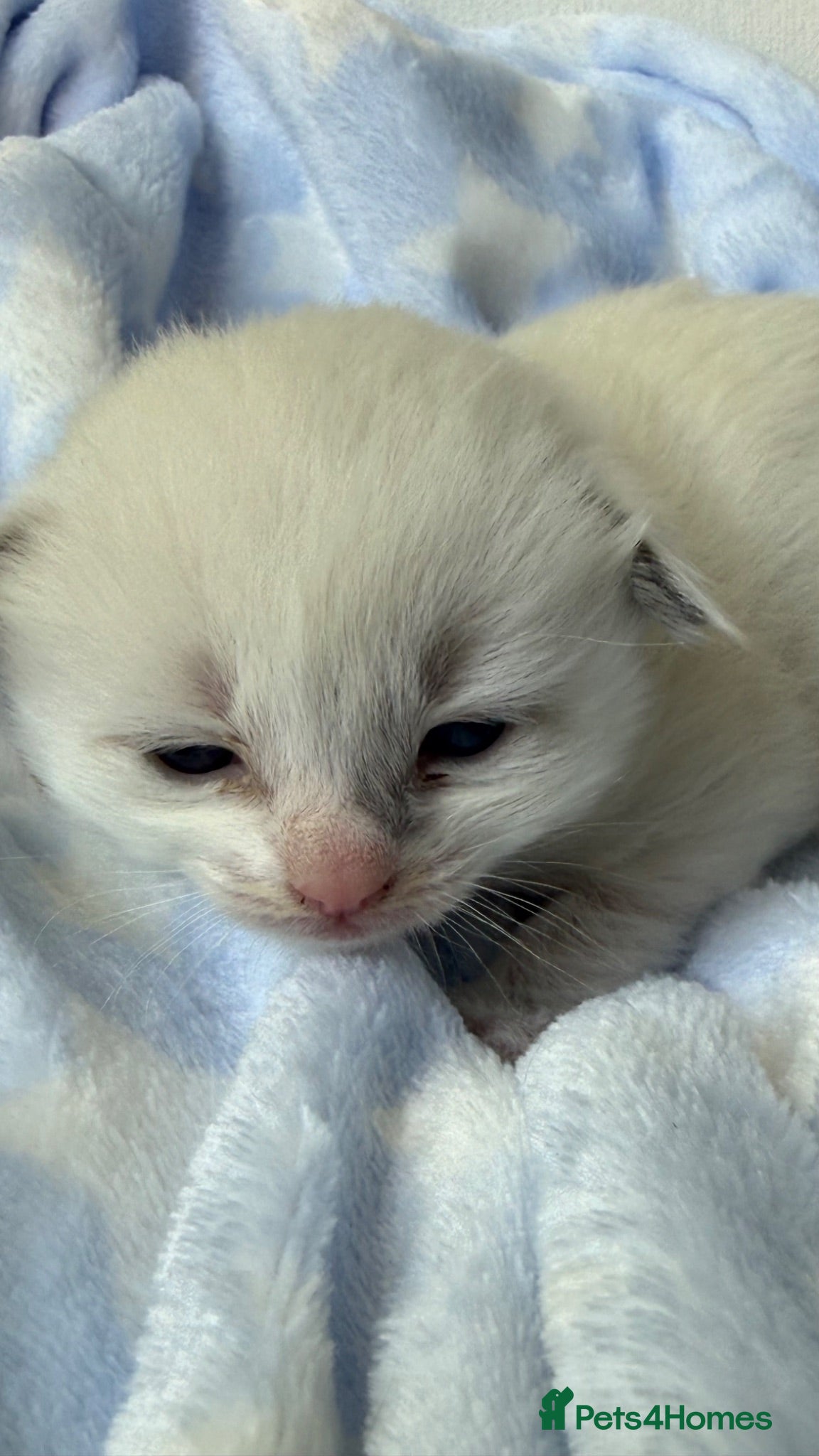 Ragdoll cats Stunning Ragdoll kittens Blue & Lilac Mitted boys  - Advert 2