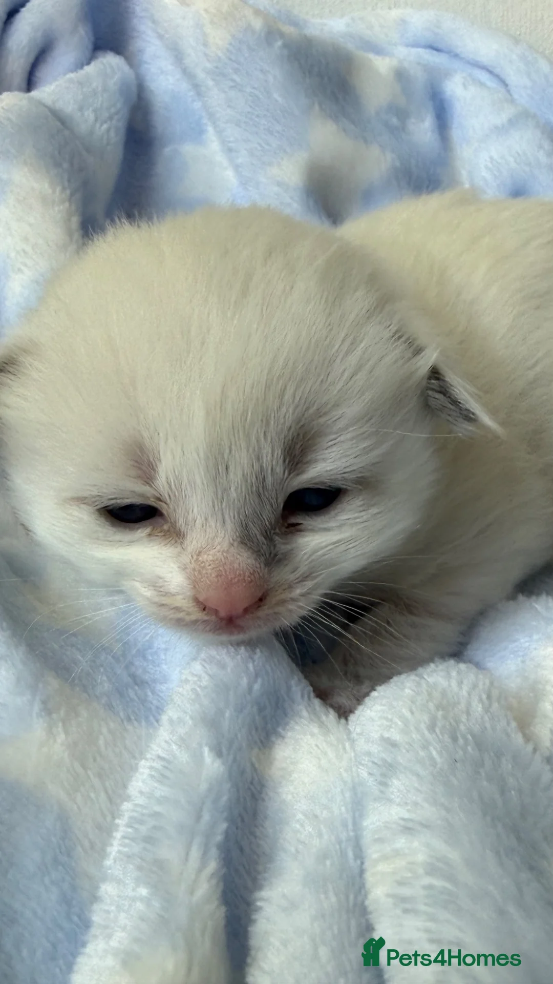 Ragdoll cats for sale: Stunning Ragdoll kittens Blue & Lilac Mitted boys  - Advert 2