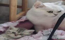 British Shorthair cats for sale: Beautiful British kittens - Image 11