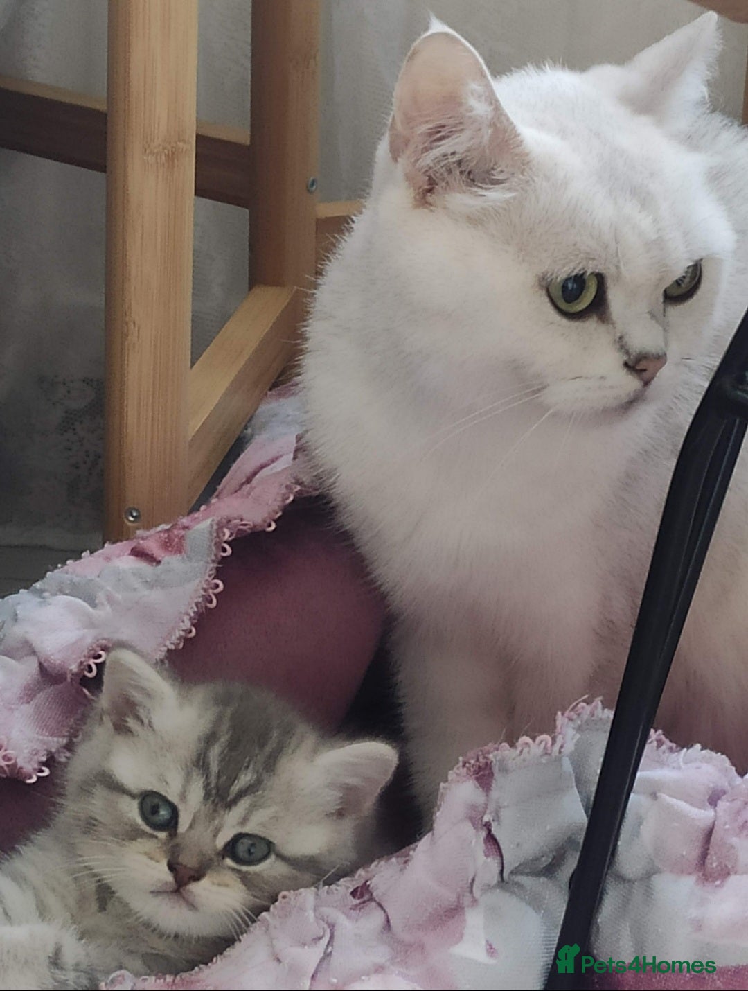 British Shorthair cats for sale: Beautiful British kittens - Image 11