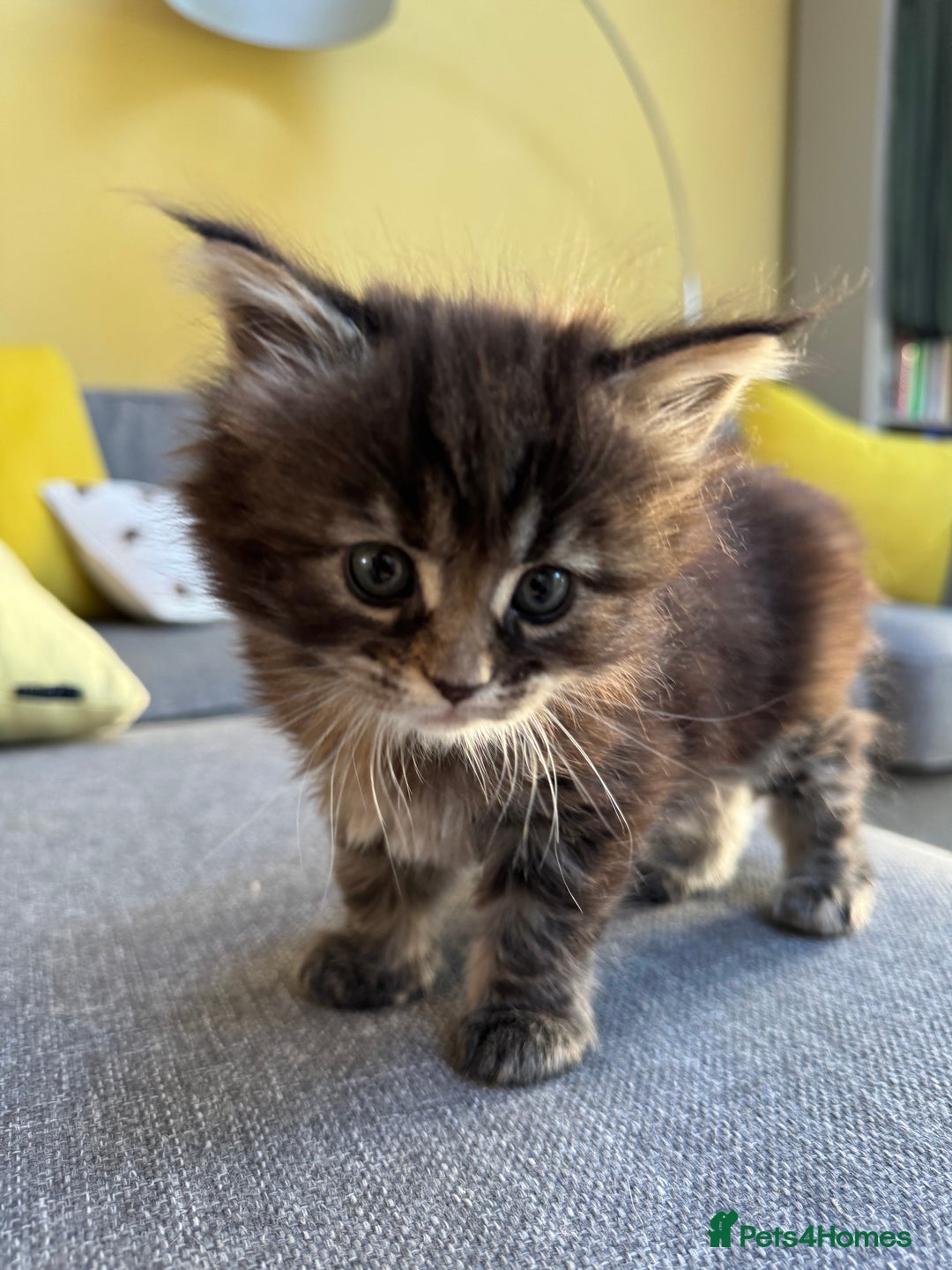 Maine Coon cats for sale: Stunning Main Coone Girl ✨ - Image 1