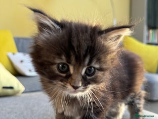 Maine Coon cats - Advert 31