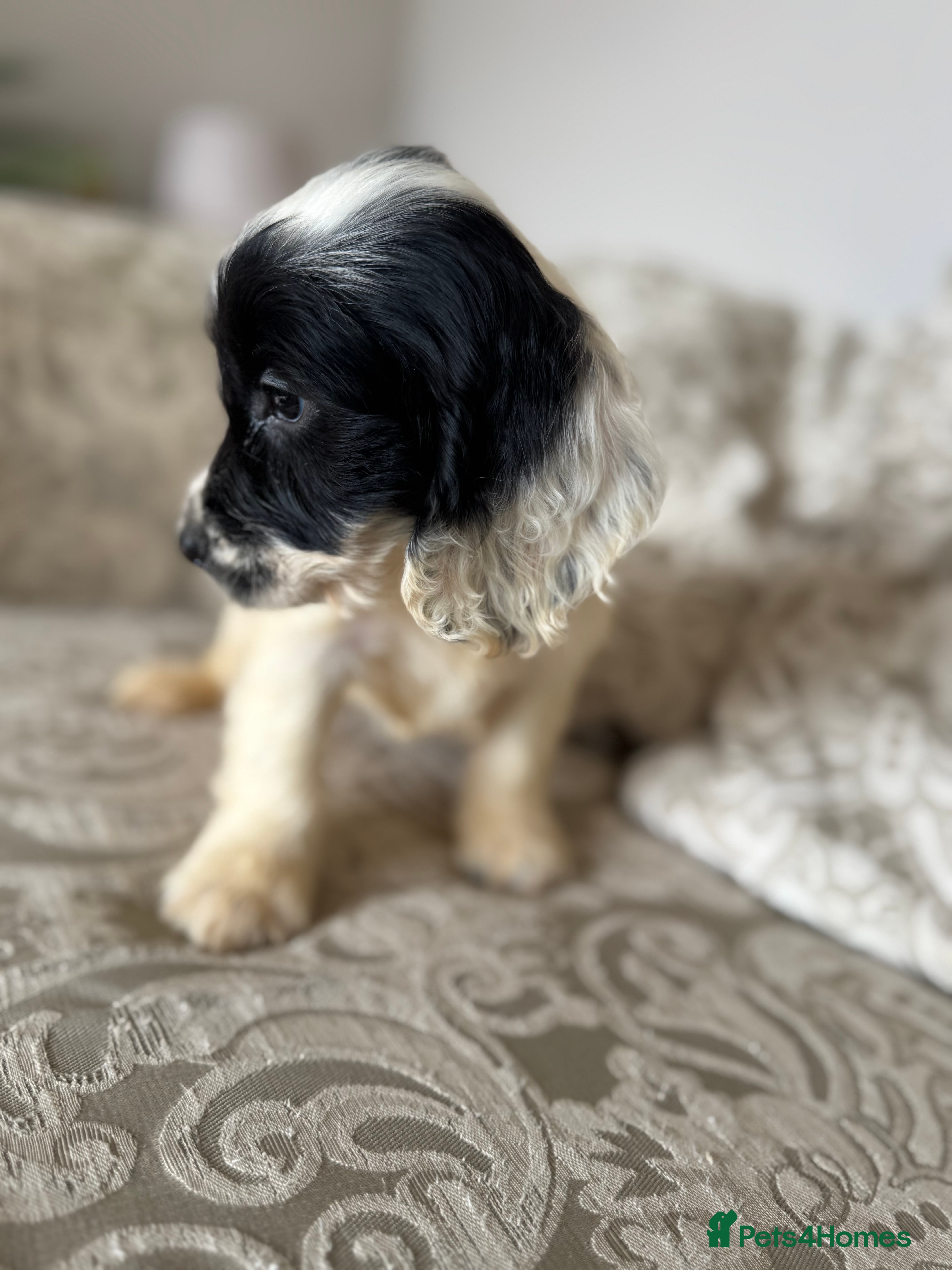 Cockapoo dogs for sale: Stunning F1b Miniature Cockapoos DNA clear - Advert 2