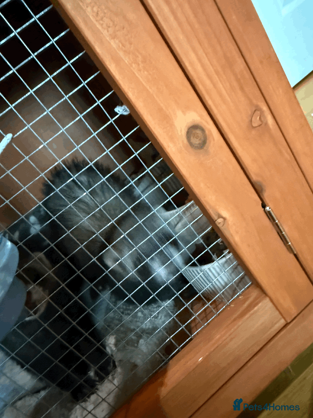 Ferret rodents for sale: FERRET FOR SALE - Image 10