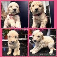 Labradoodle dogs Standard labradoodles multigenerational - Advert 6