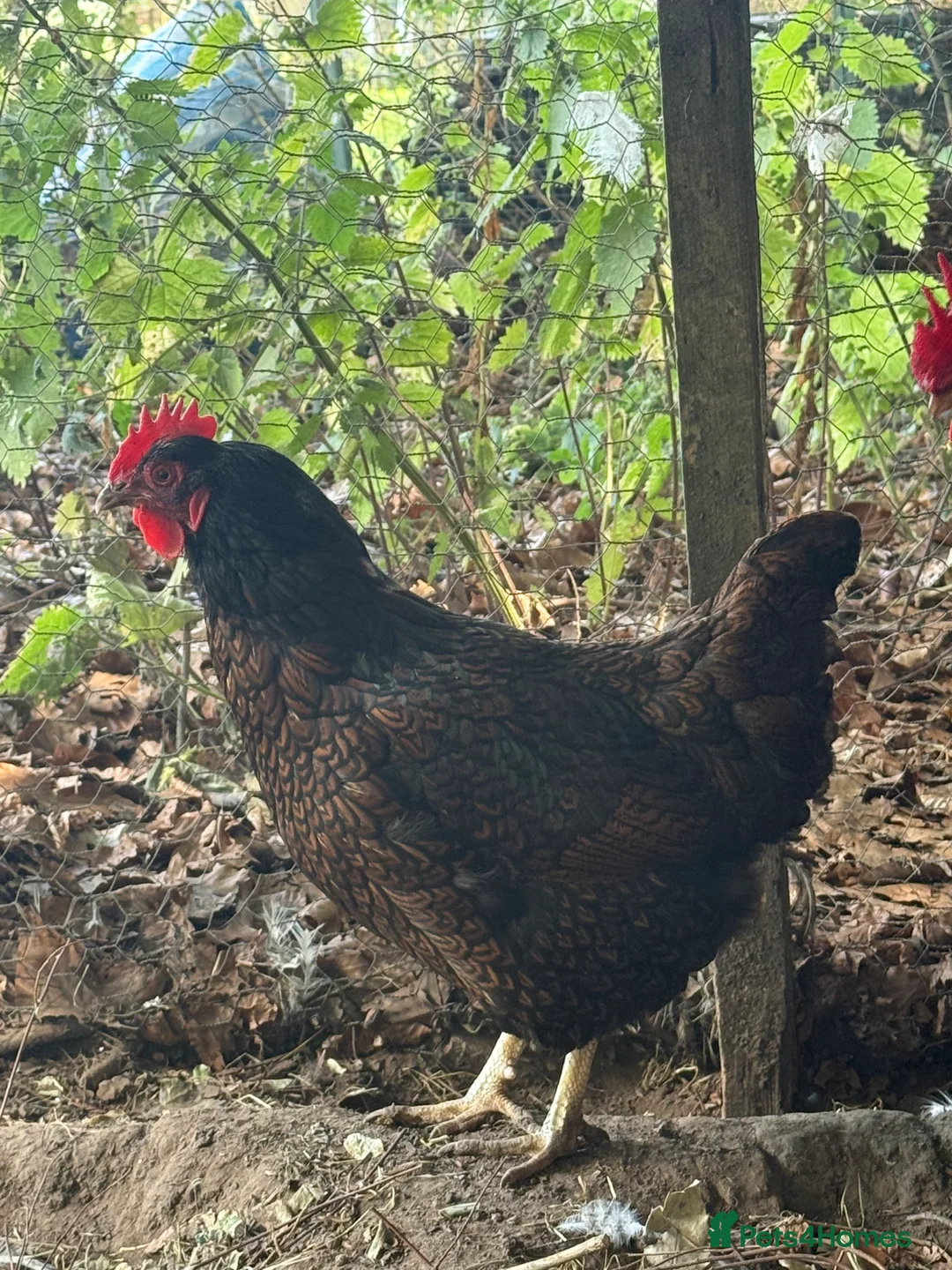 Chickens poultry for sale: Trio of double laced barnevelders - Advert 10