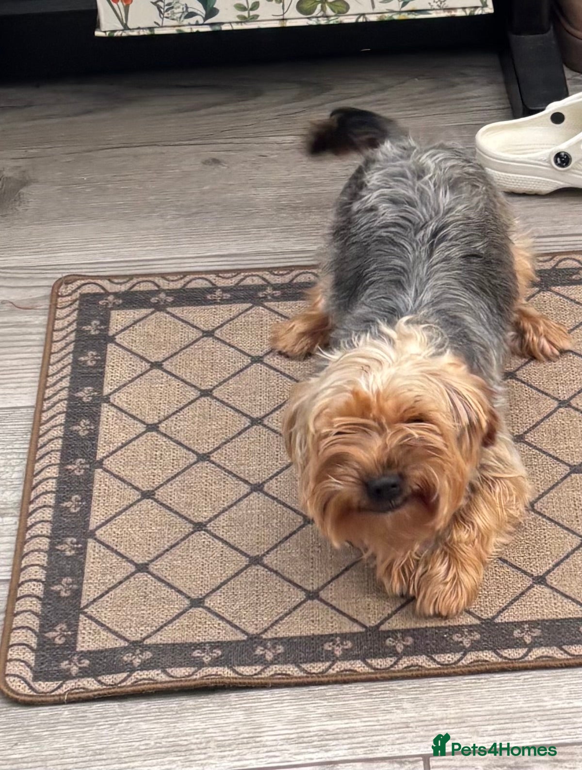 Yorkshire Terrier dogs Warringgon only - Advert 5