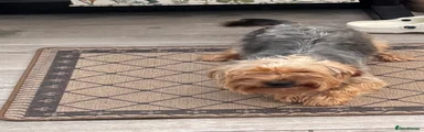 Yorkshire Terrier 1