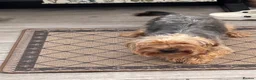Yorkshire Terrier dogs for sale: Warringgon only in Warrington - Advert 1