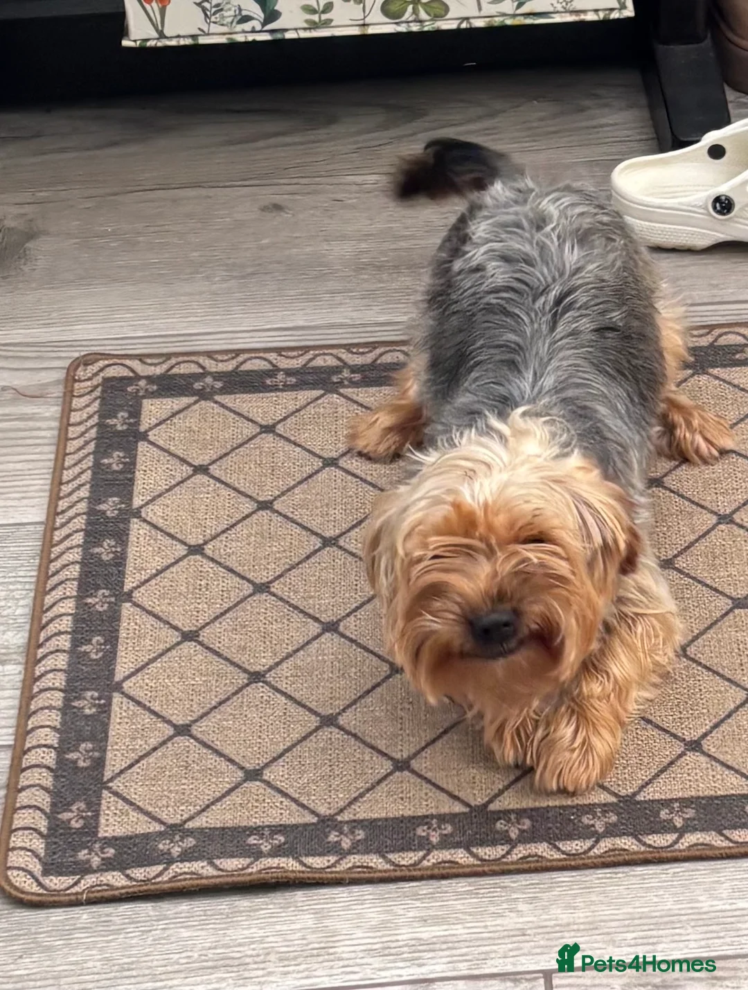 Yorkshire Terrier dogs for sale: Warringgon only in Warrington - Advert 1