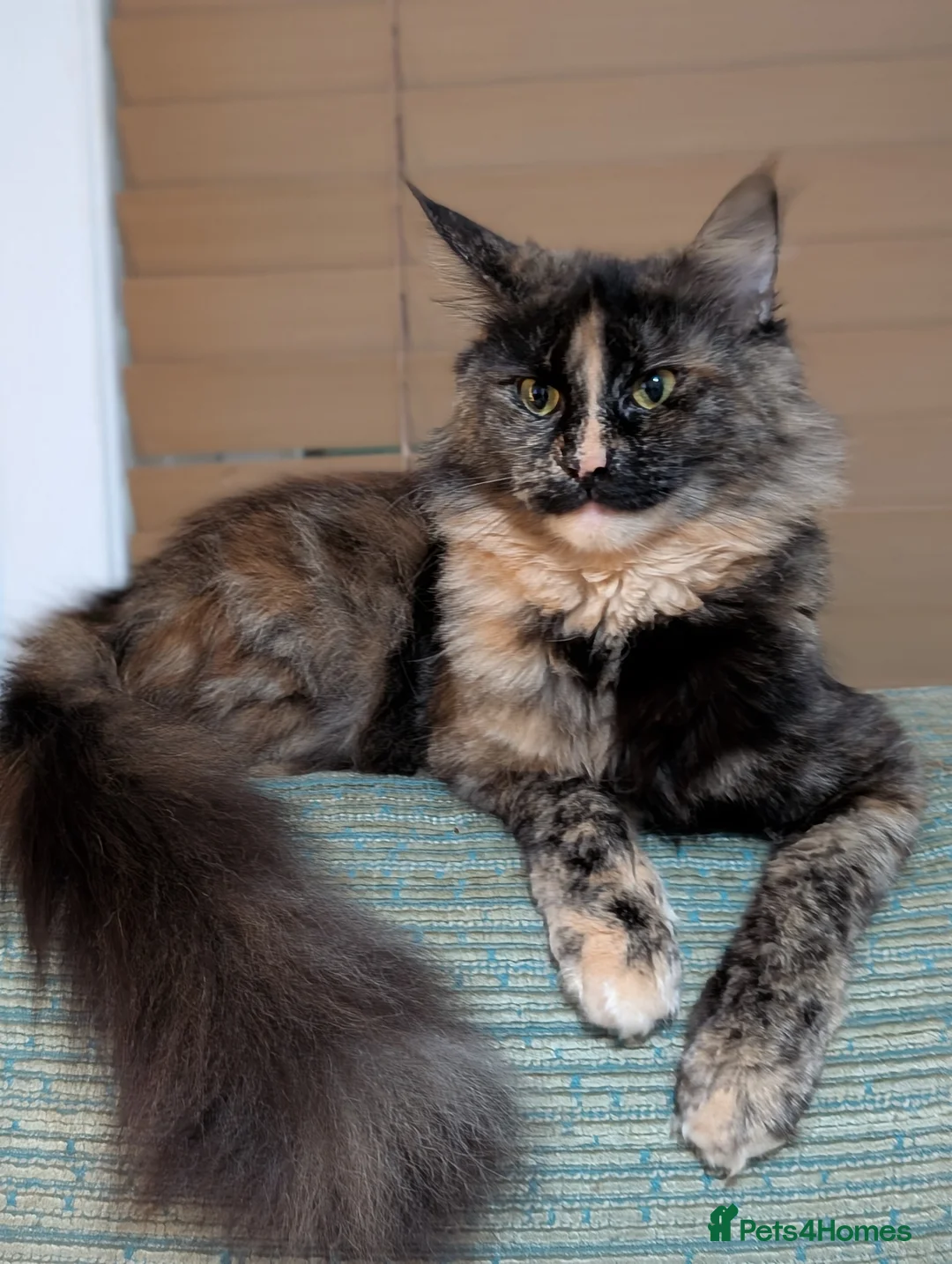 Maine Coon cats for sale: Maine coon kittens  - Advert 1