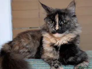 Maine Coon cats Maine coon kittens - Advert 1