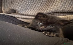 Mixed Breed cats for sale: Three lovely mixed breed kittens - Image 11