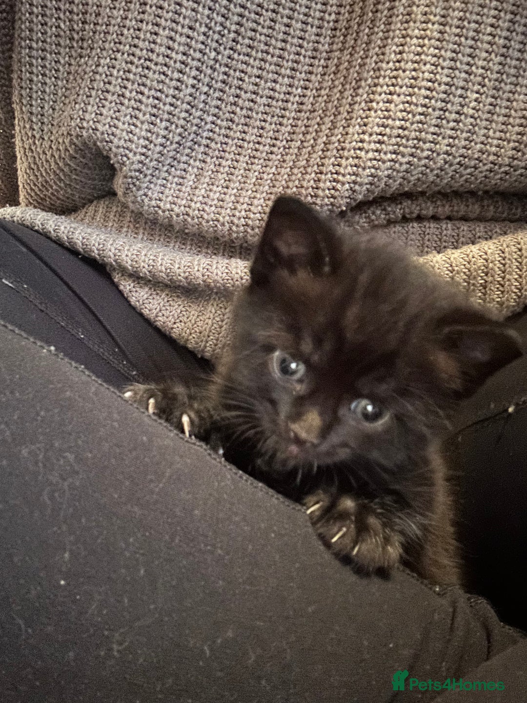 Mixed Breed cats for sale: Three lovely mixed breed kittens - Image 11
