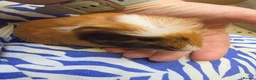 Guinea Pig rodents for sale: Female guinea pigs  - Advert 5