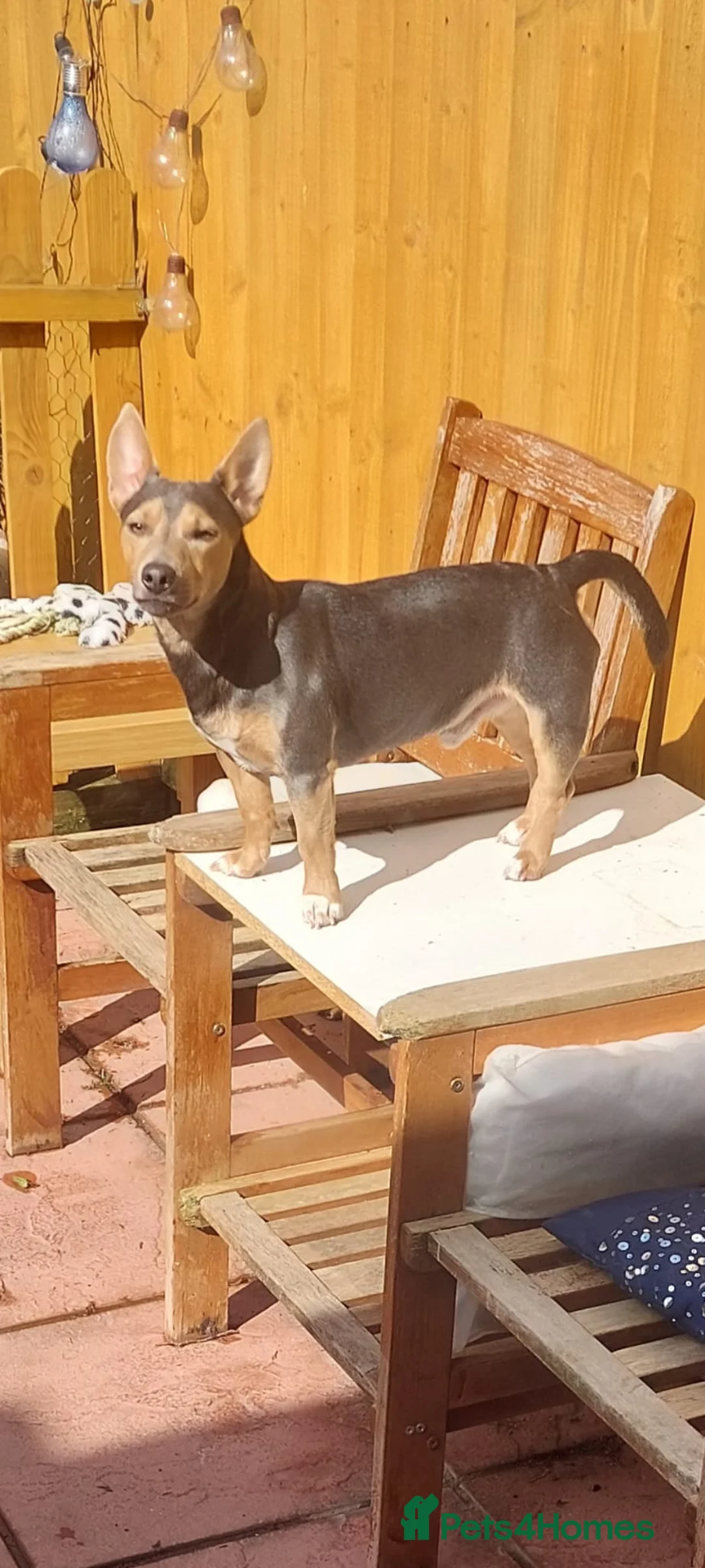 Jack Russell dogs for stud: Lilac and Tan Jack Russell - Advert 2