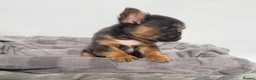 French Bulldog dogs for sale: Fluffy French Bulldog Puppies  - Advert 13