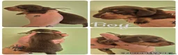 Miniature Dachshund dogs for sale: PRA CLEAR MINIATURE DACHSHUND PUPPIES - Advert 5