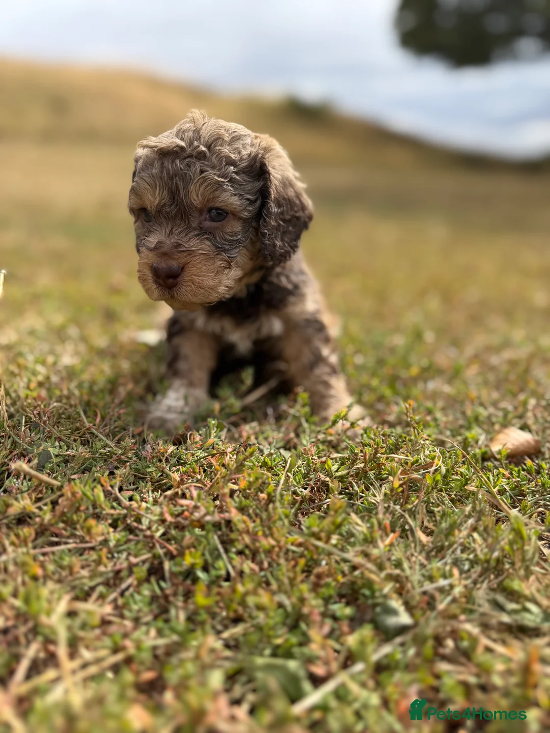 Lagotto Romagnolo dogs for sale: Kennel Club Registered Lagotto Romagnolo Puppies in Horncastle - Advert 2
