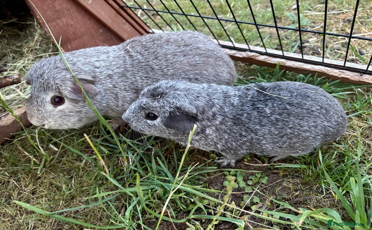 Guinea Pig rodents - Advert 11