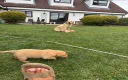 Labrador Retriever dogs for sale: Labrador puppies - Image 22
