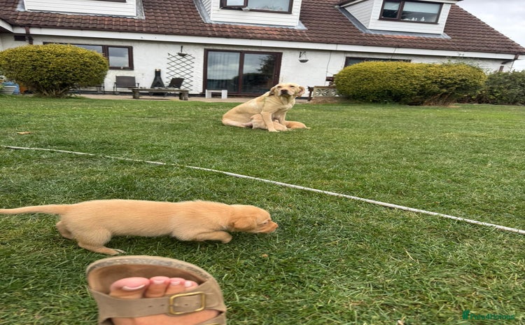 Labrador Retriever dogs - Advert 3