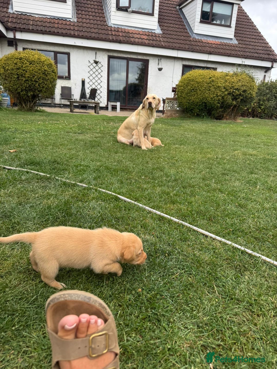 Labrador Retriever dogs for sale: Labrador puppies - Image 22