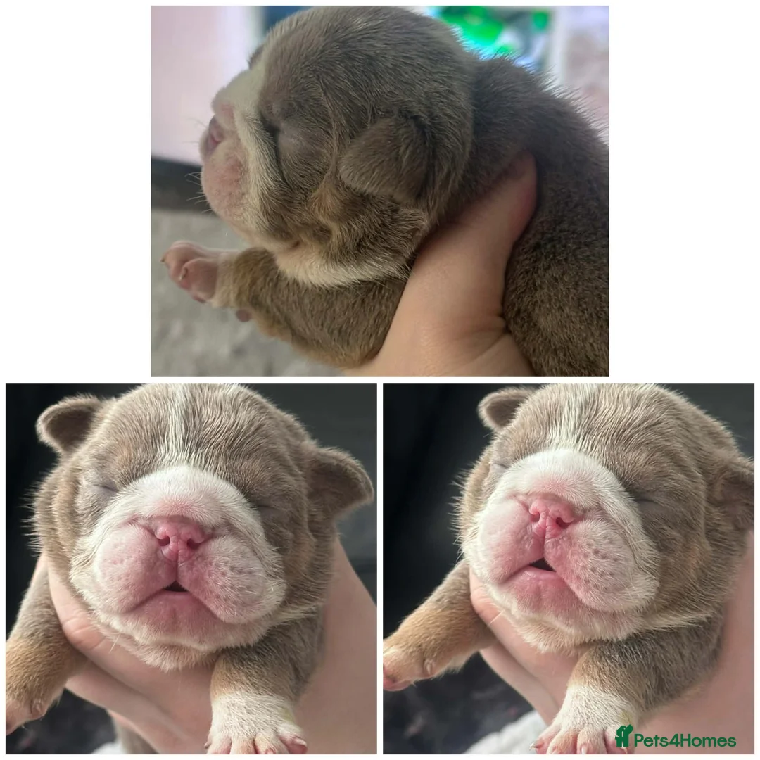 English Bulldog dogs for sale: Stunning kc registered English bulldogs  - Advert 2