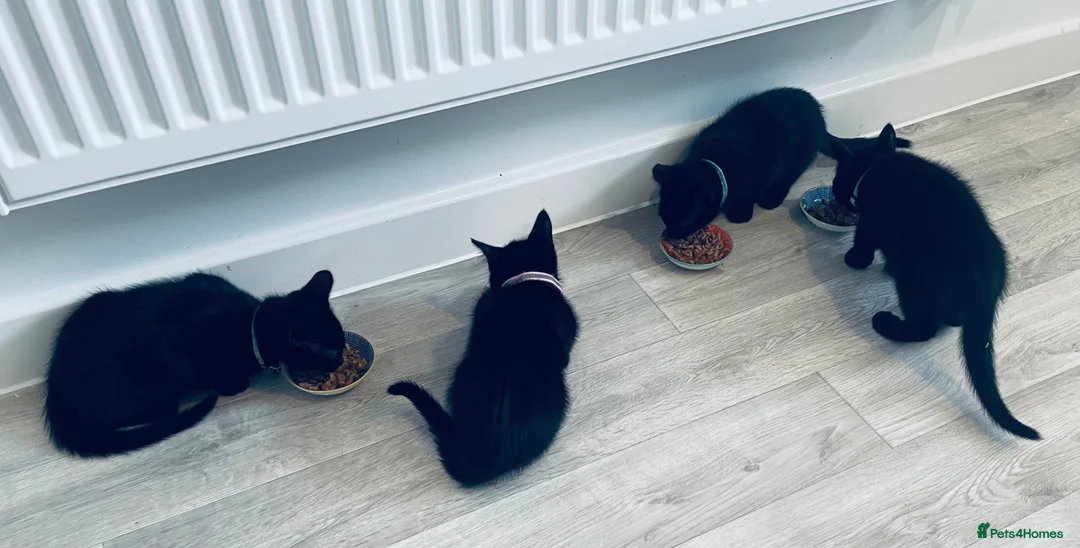 Mixed Breed cats for sale: 3 Boys, 1 Girls Kittens  - Advert 10