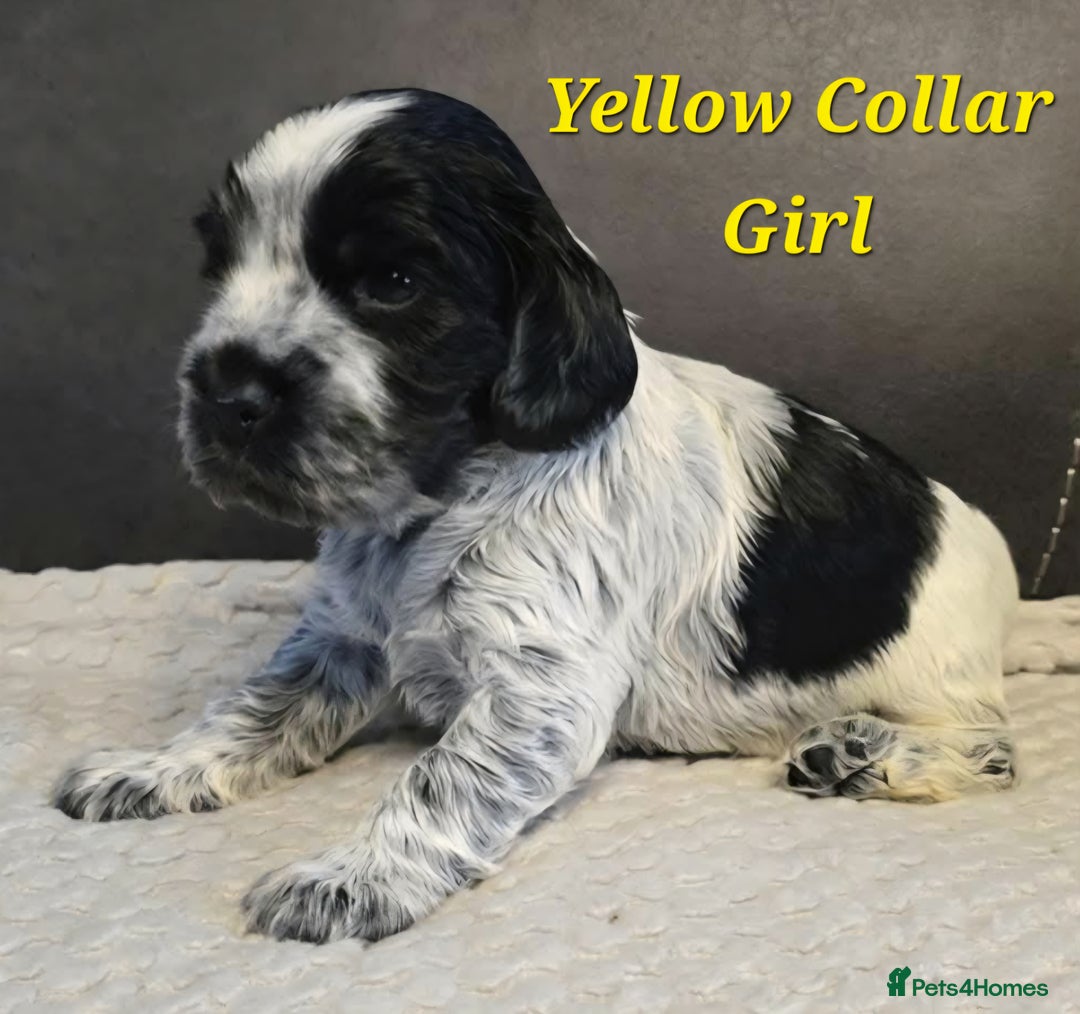 Cocker Spaniel dogs for sale: Pedigree English Cocker Spaniel Puppies for sale - Advert 2