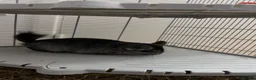 Chinchilla rodents for sale: Black Chinchilla for sale £150 🖤 in Wickford - Advert 5