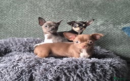 Chihuahua dogs for sale: ❤️Amazing Chihuahua Puppies - Image 1