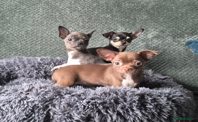 Chihuahua dogs - Advert 1
