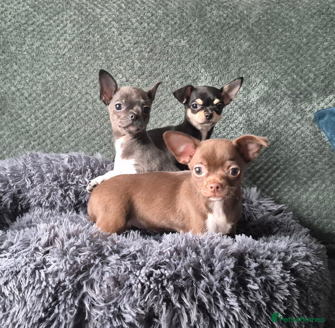 Chihuahua dogs for sale: ❤️Amazing Chihuahua Puppies - Image 1