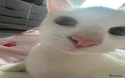 Mixed Breed cats for sale: Snowy and pip🩵💕 - Image 22