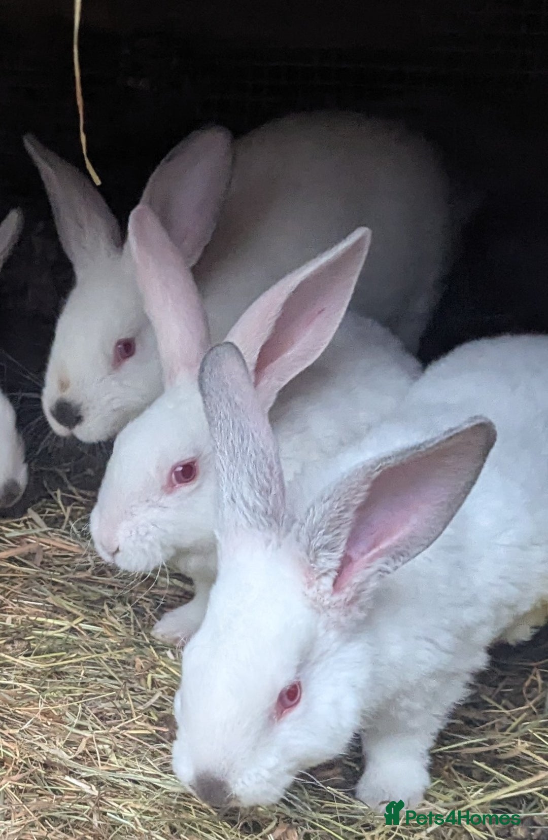 New Zealand rabbits for sale: Beautiful New Zealand Rabbits - Image 3