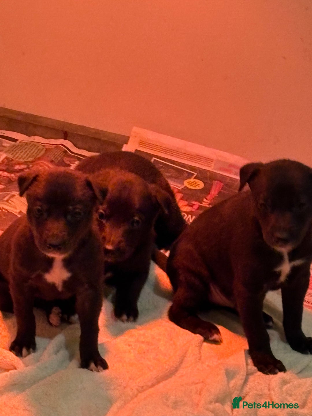 Lurcher dogs for sale: Lurcher pup - Advert 6