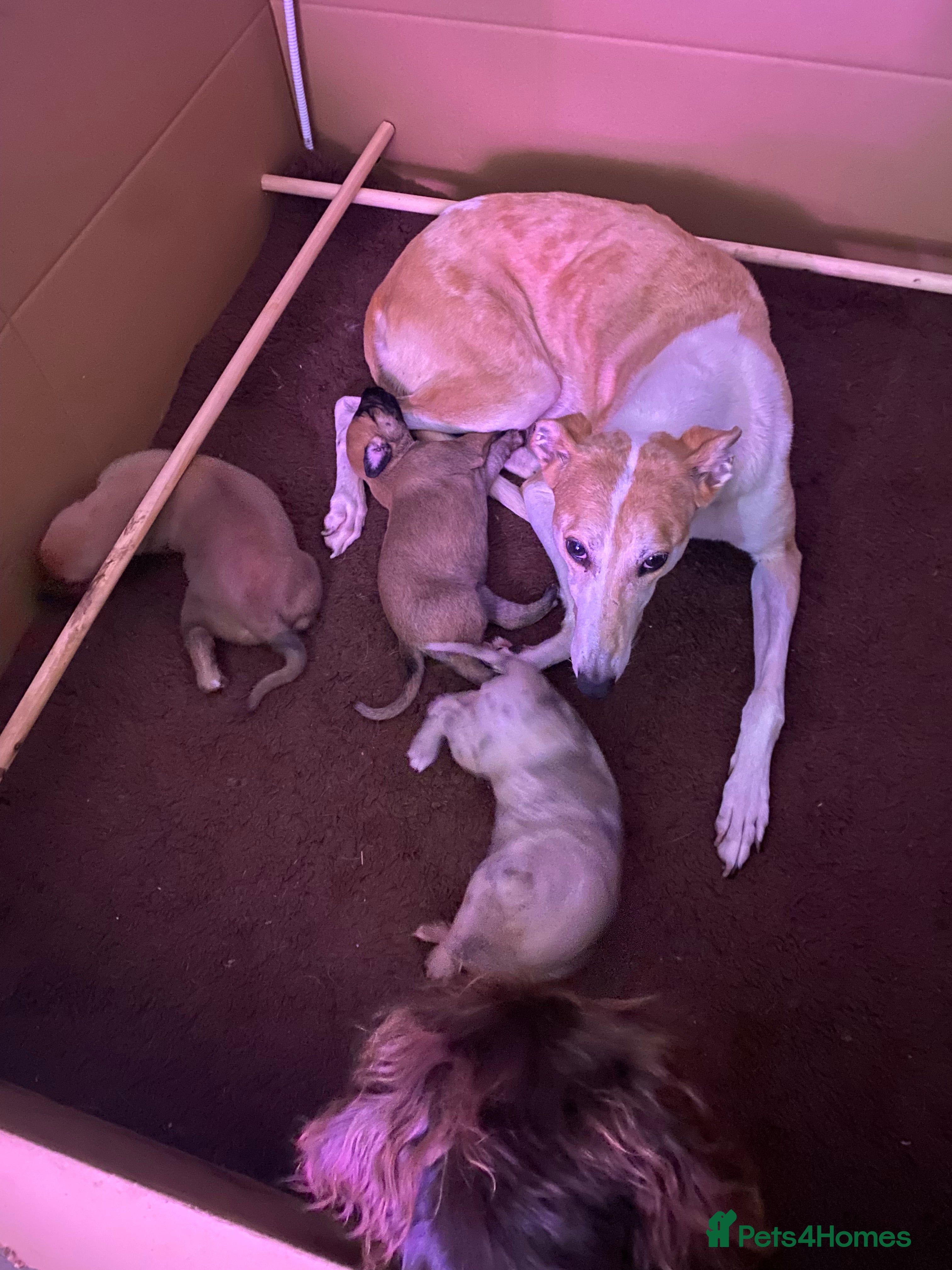 Mixed Breed dogs 8 week old female lurcher  - Advert 1