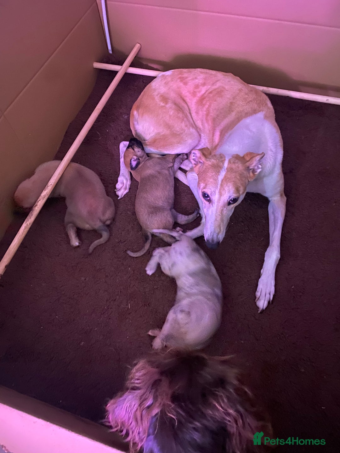 Mixed Breed dogs for sale: 8 week old female lurcher  - Advert 1