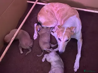 Mixed Breed dogs 9 week old female lurcher - Advert 2