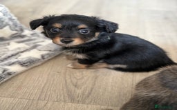 Chiweenie dogs for sale: Gorgeous litter of chiweenies  - Image 3