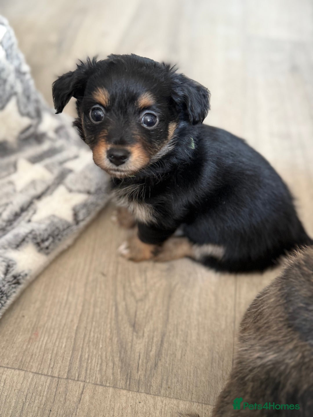 Chiweenie dogs for sale: Gorgeous litter of chiweenies  - Image 3