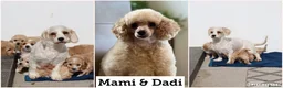 Cavapoochon dogs for sale: Cavapoochon puppies for sale - Advert 2