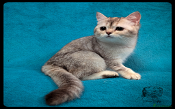 Scottish Fold cats for sale: TICA Registered Scottish kittens - Image 29