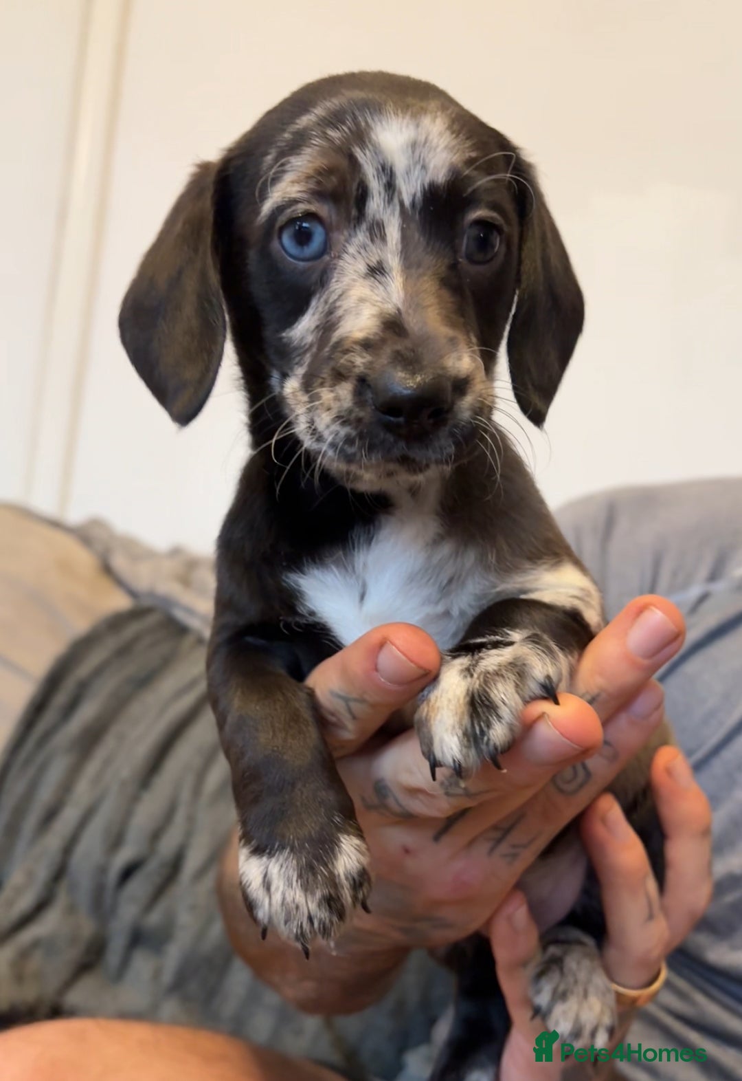 Doxiepoo dogs for sale: ✨RARE Mini Labradoodle mix ✨ - Advert 1