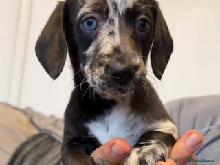 Doxiepoo dogs ✨Doxipoo Mini Labradoodle × Mini Dachshund ✨ - Advert 2