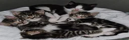 Mixed Breed cats for sale: Beautiful kittens  in Stanley - Advert 7